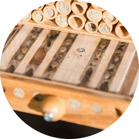 5. Soins des abeilles sauvages en automne