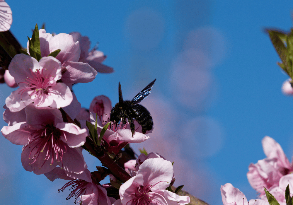 Wildbienen in der Schweiz: die Grosse Holzbiene auf Pfirsich