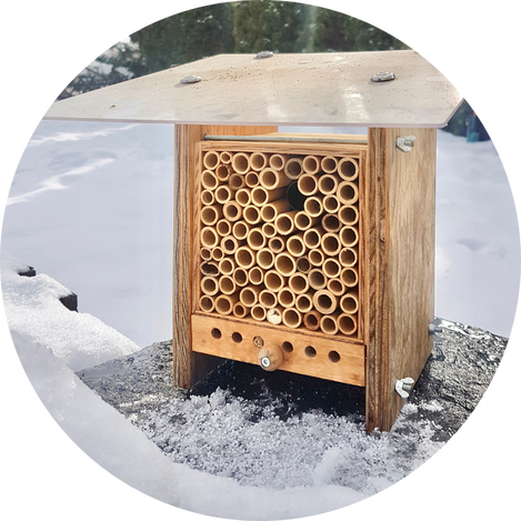 7. Les abeilles sauvages hivernent dans le BeeHome