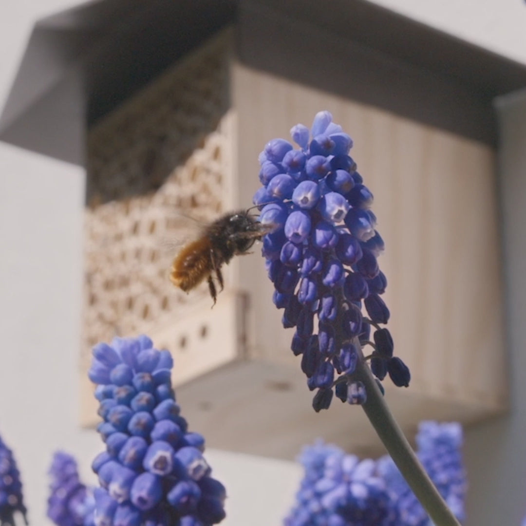 
                  
                    Charger et lire la vidéo dans la visionneuse de la Galerie, Cocons d&amp;#39;abeilles maçonnes - Abeille maçonne cornue
                  
                