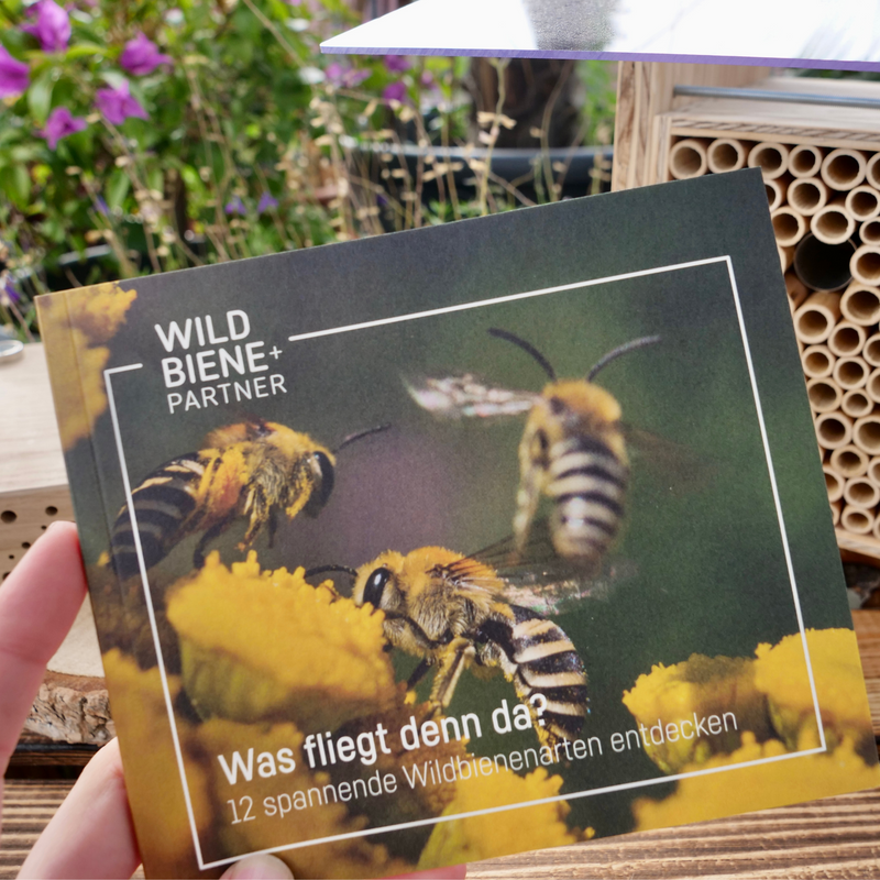 Livret d'abeilles sauvages