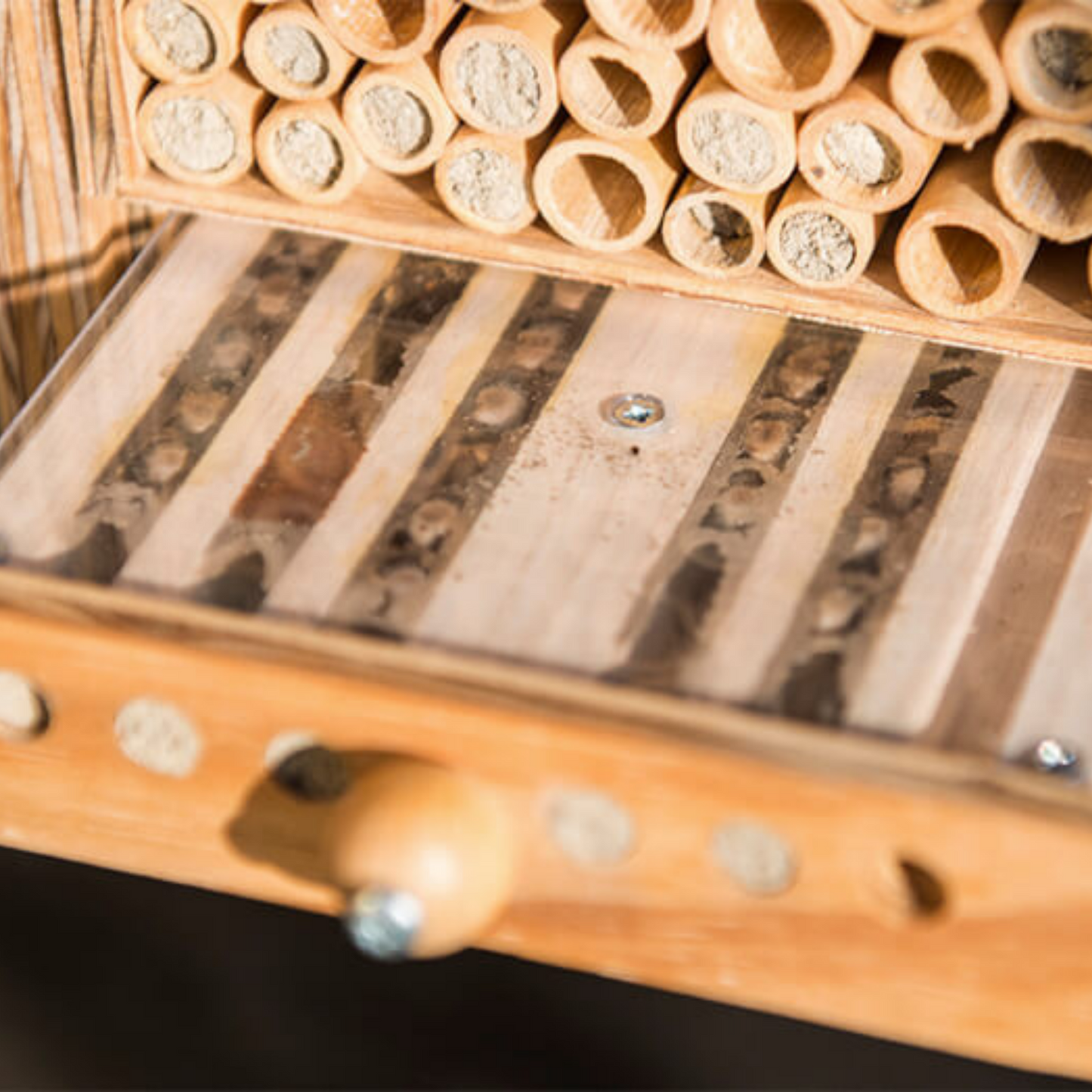 
                  
                    Tiroir d'observation BeeExplorer
                  
                