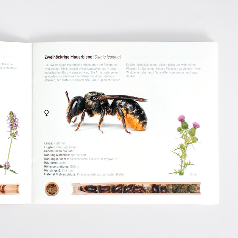 Livret d'abeilles sauvages