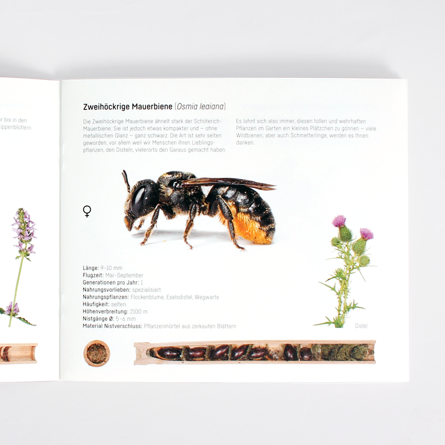 
                  
                    Livret d'abeilles sauvages
                  
                