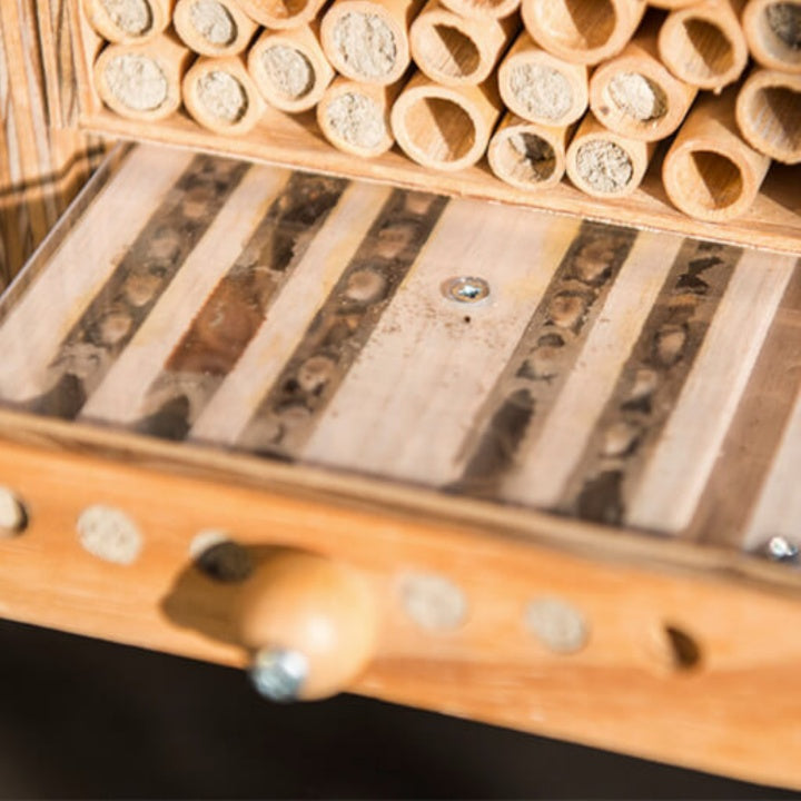 
                  
                    BeeHome Observateur
                  
                