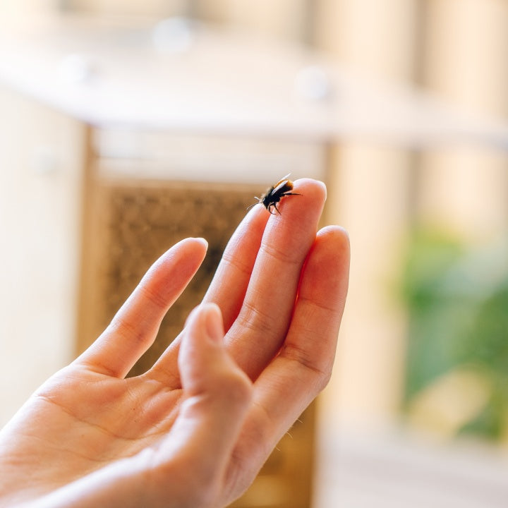 
                  
                    BeeHome Observateur
                  
                