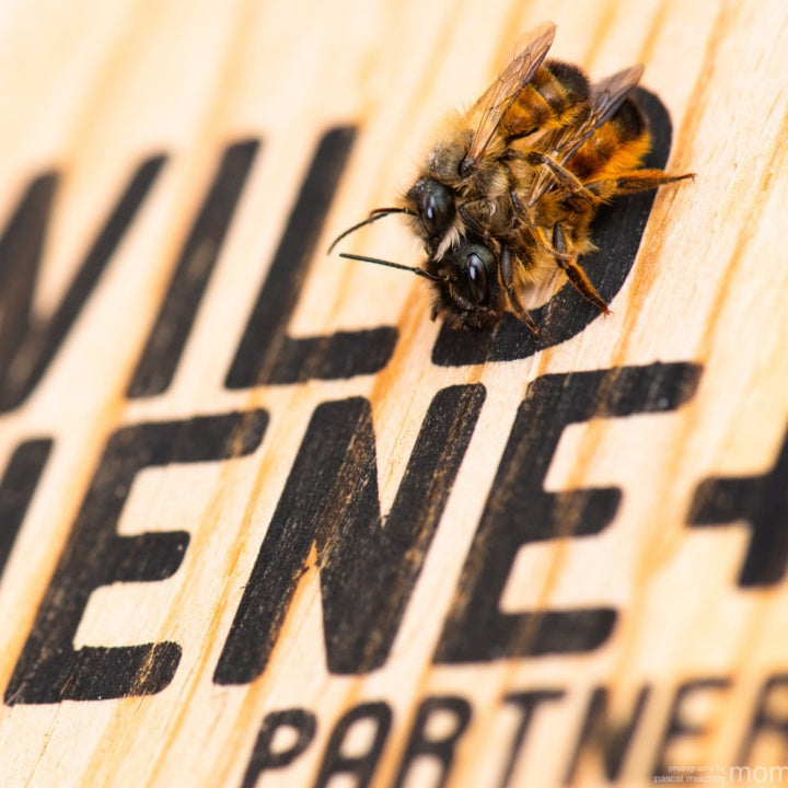 
                  
                    BeeHome Observateur
                  
                