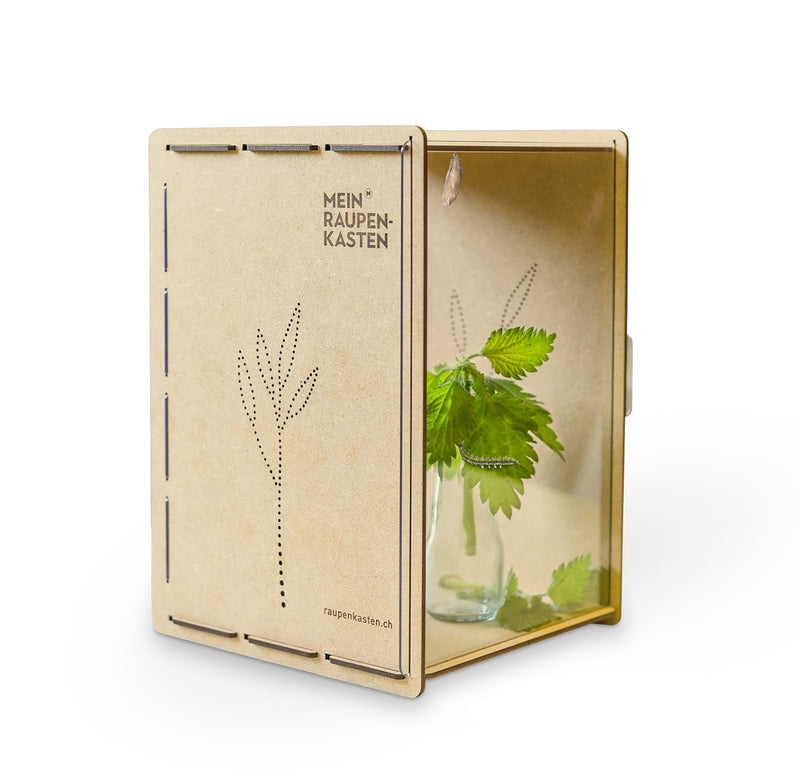 Boite chenille pour papillons