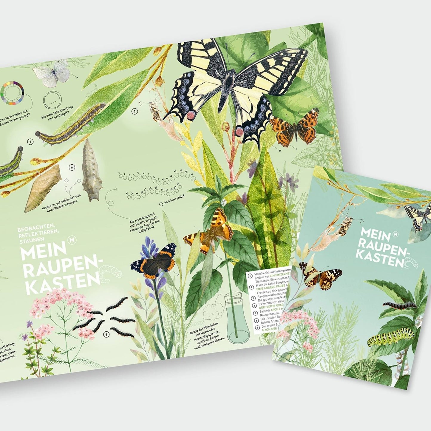 
                  
                    Boite chenille pour papillons
                  
                
