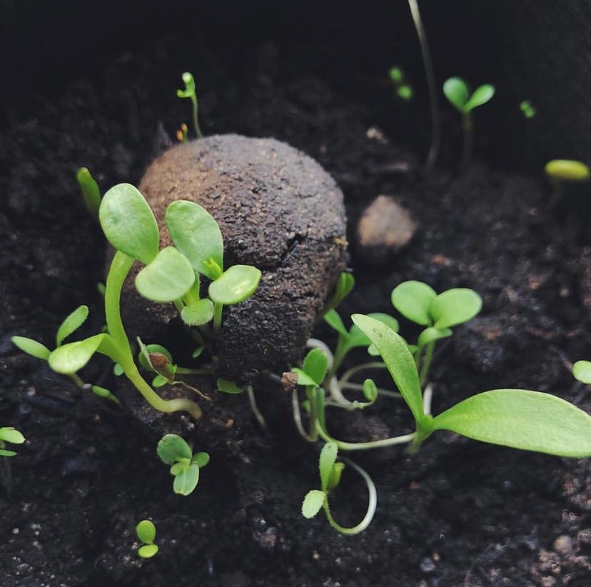 
                  
                    Boules de graines de fleurs sauvages
                  
                